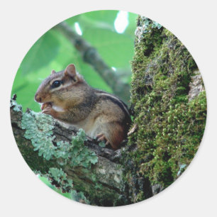 Sweet Chipmunk in een boom Apparel en Gifts Ronde Sticker