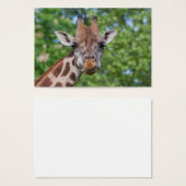 Sweet Curios Giraffe (Devant & derrière)