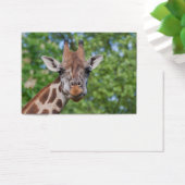 Sweet Curios Giraffe (Bureau)