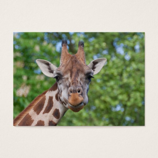 Sweet Curios Giraffe (Devant)