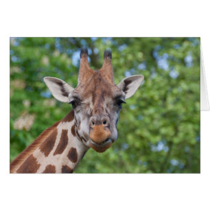 Sweet Curios-Giraffe