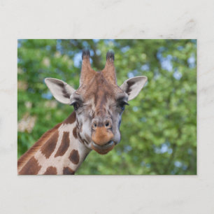 Sweet Curios-Giraffe Briefkaart