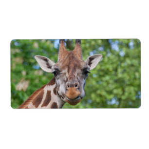 Sweet Curios-Giraffe Etiket
