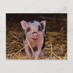 Sweet Cute Pig Briefkaart
