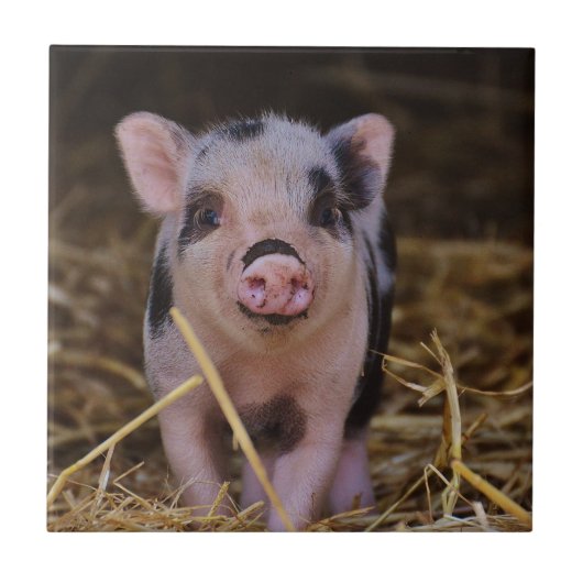 Sweet Cute Pig Tegeltje (Voorkant)