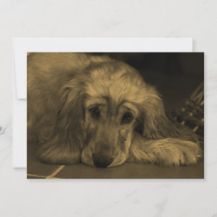 Sweet Dog - Golden Retriever in Sepia Tones Kaart