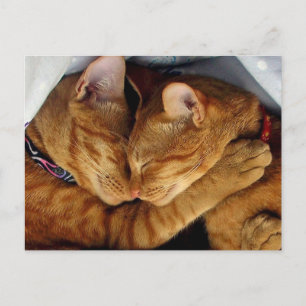 Sweet Dreams Briefkaart