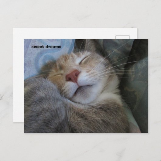 sweet dreams cat taking her nap postcard briefkaart (Voorkant / Achterkant)