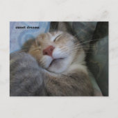 sweet dreams cat taking her nap postcard briefkaart (Voorkant)