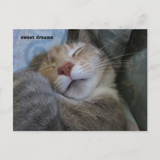 sweet dreams cat taking her nap postcard briefkaart (Voorkant)