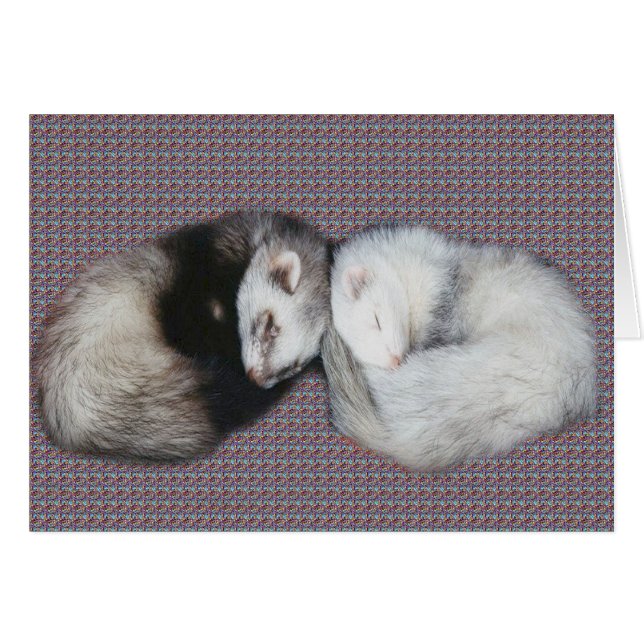 Sweet Dreams Ferret (Voorkant Horizontaal)