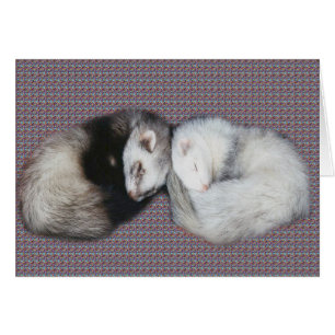 Sweet Dreams Ferrets