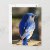 Sweet Eastern Bluebird Briefkaart (Voorkant / Achterkant)