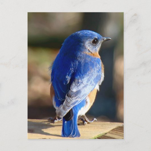 Sweet Eastern Bluebird Briefkaart (Voorkant)