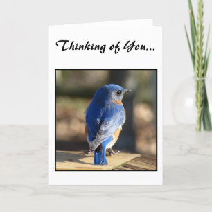Sweet Eastern Bluebird (Denk aan jou) Kaart