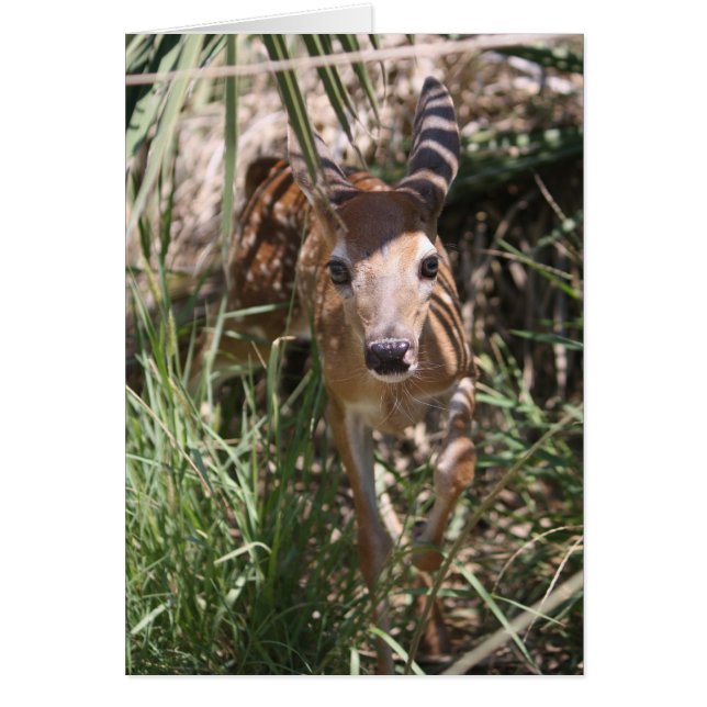 Sweet Fawn (Devant)