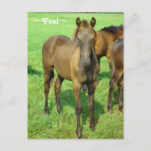 Sweet Foal Briefkaart