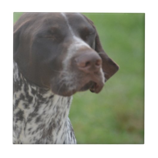 Sweet German Shorthaired Pointer Tegeltje (Voorkant)