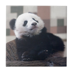 Sweet Giant Panda Baby Tegeltje