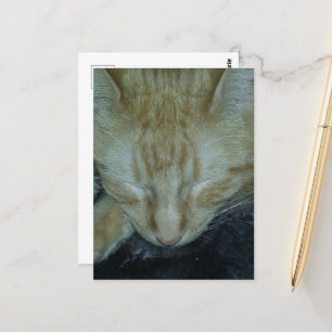 Sweet Ginger Kat in slaap Briefkaart