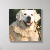 Sweet Golden Retriever Canvas Print (Voorkant)