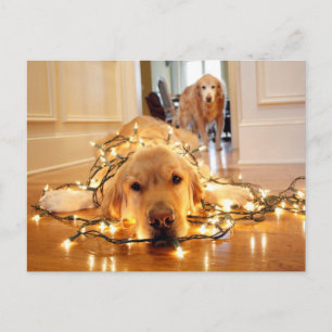 Sweet Golden Retriever in de war Briefkaart