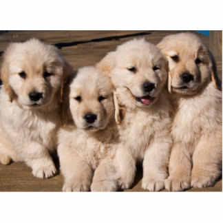 Sweet Golden Retriever Puppies Fotobeeldje Magneet