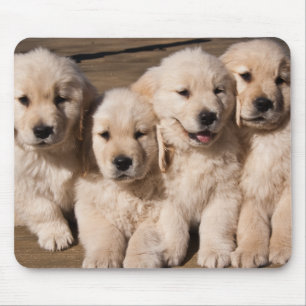 Sweet Golden Retriever Puppies Muismat