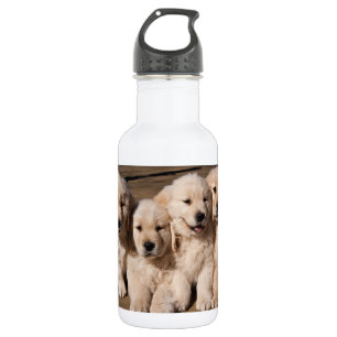 Sweet Golden Retriever Puppies Waterfles