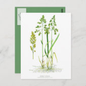 Sweet Grass Botanical Briefkaart (Voorkant / Achterkant)