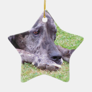Sweet Great Dane Ornament