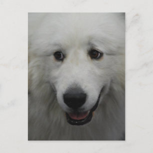 Sweet Great Pyrenees Briefkaart