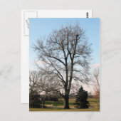 Sweet Gum Tree Briefkaart (Voorkant / Achterkant)