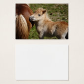 Sweet Haflinger Foal (Devant & derrière)