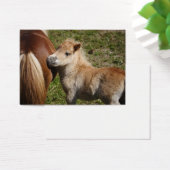 Sweet Haflinger Foal (Bureau)