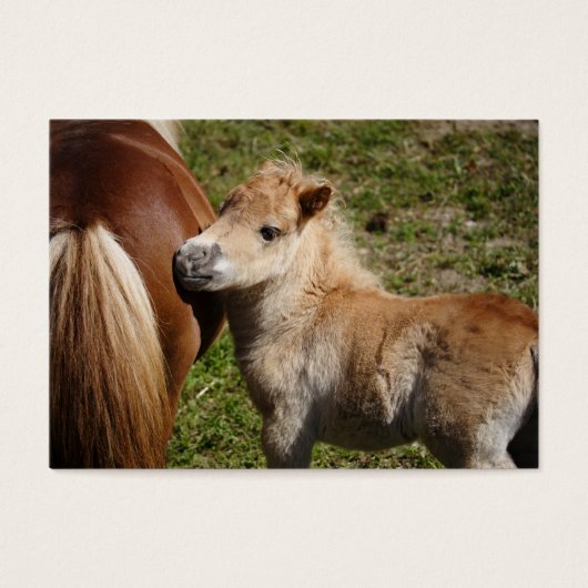 Sweet Haflinger Foal (Devant)
