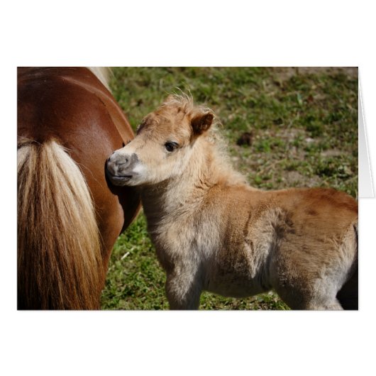 Sweet Haflinger Foal (Devant Horizontal)