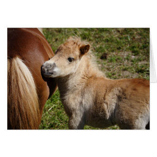 Sweet Haflinger Foal