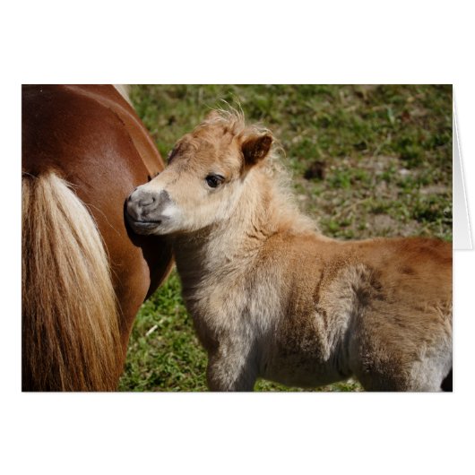 Sweet Haflinger Foal (Voorkant Horizontaal)