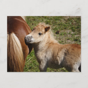 Sweet Haflinger Foal Briefkaart