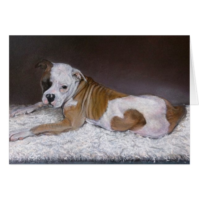 Sweet Heart, American Bulldog (Devant horizontal)