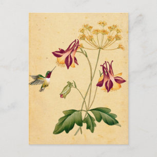 Sweet Hummingbird  Botanische Tuin Briefkaart