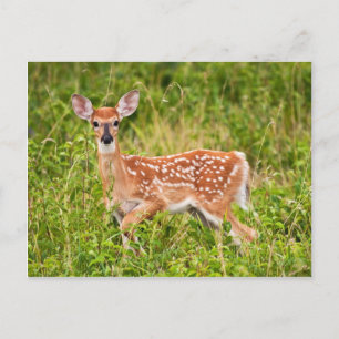 Sweet Innocence Briefkaart