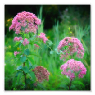 Sweet Joe Pye Weed Wildflower 8x8 Foto Afdruk