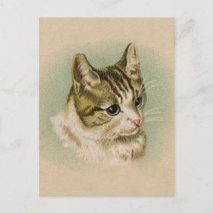 Sweet Kitten Briefkaart