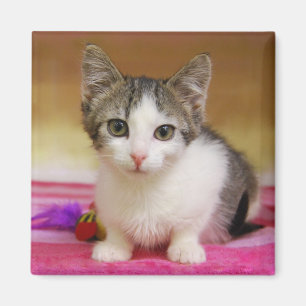 Sweet Kitten Magnet Magneet