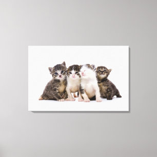 Sweet Kittens Canvas Afdruk