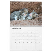 Sweet Kitties Calendrier de mur photo (Feb 2026)