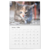 Sweet Kitties Calendrier de mur photo (Jan 2026)