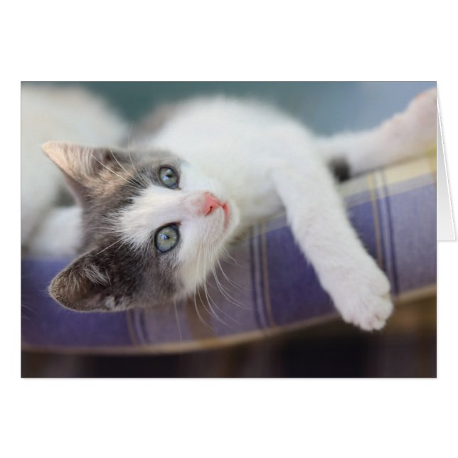 Sweet Kitty Dans Lit Plaid (Devant horizontal)